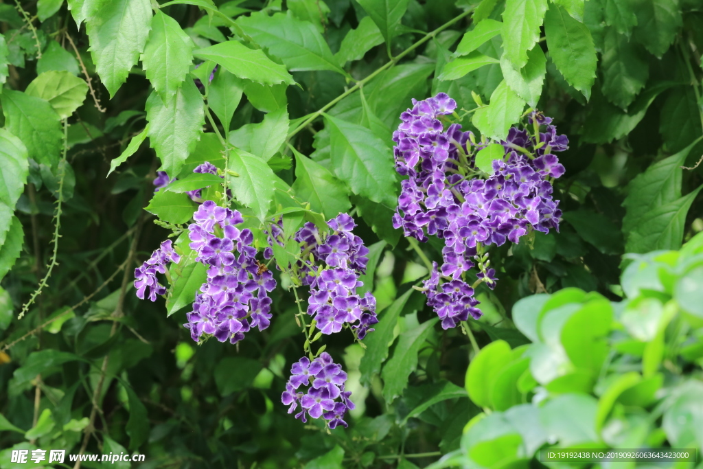 蕾丝金露花