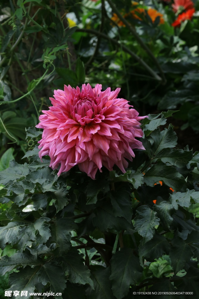 大丽花