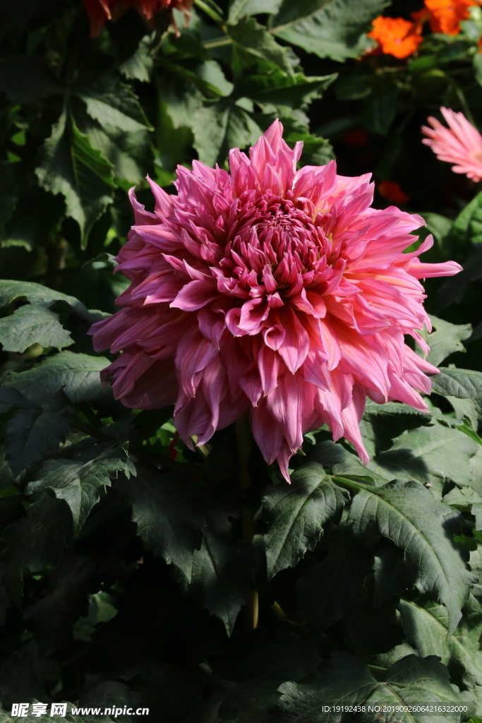 大丽花