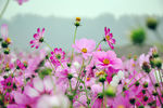 格桑花