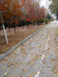 秋季道路