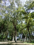 树林