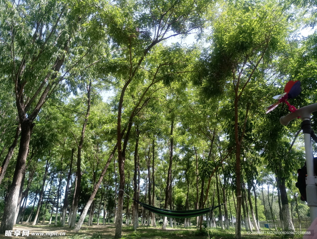 树林