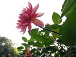 大丽花 大丽菊 花朵 美丽
