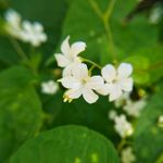 野花 小白花 壁纸 清新 背景