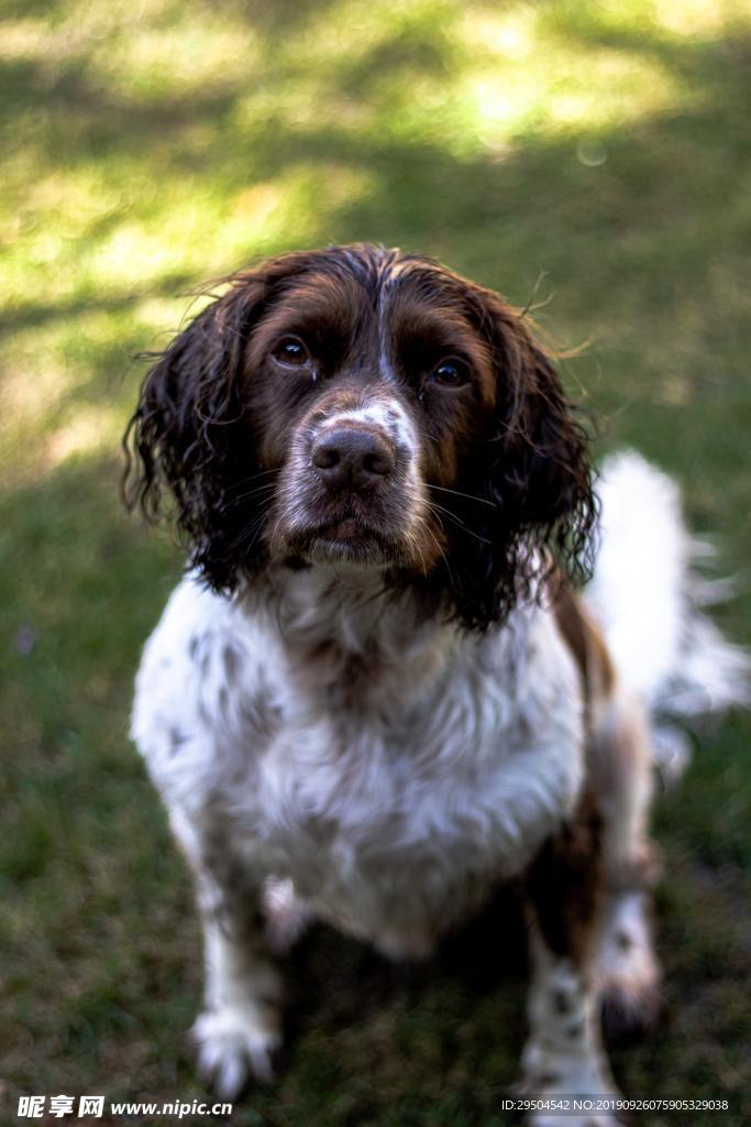 牧羊犬