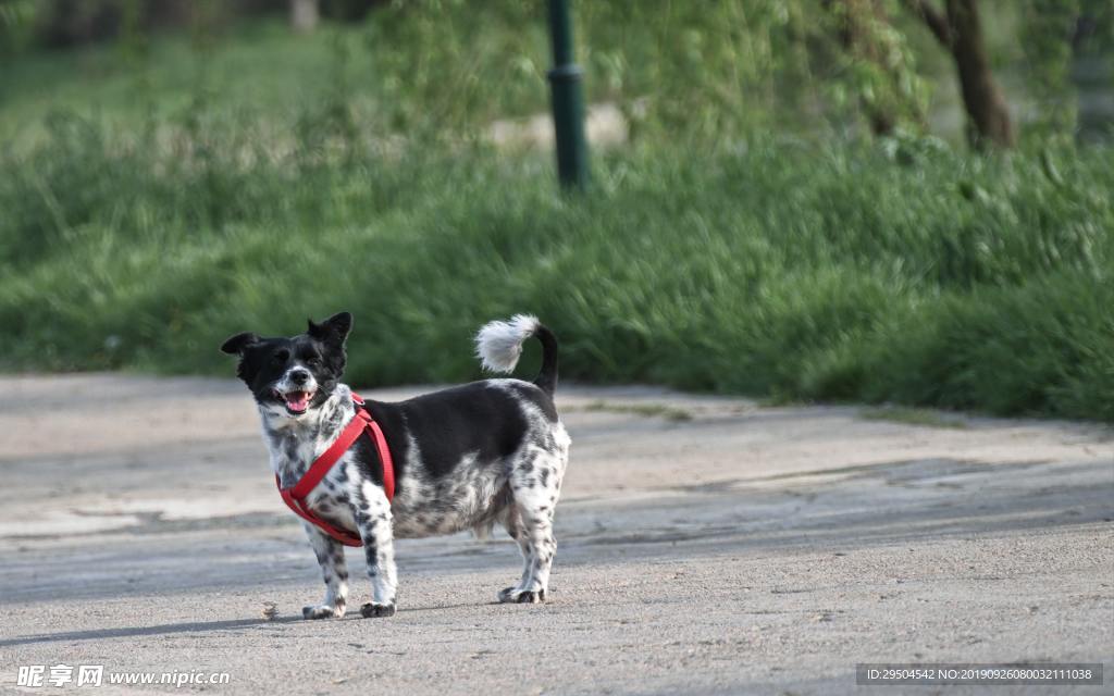 狗子