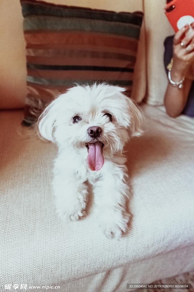 狗子