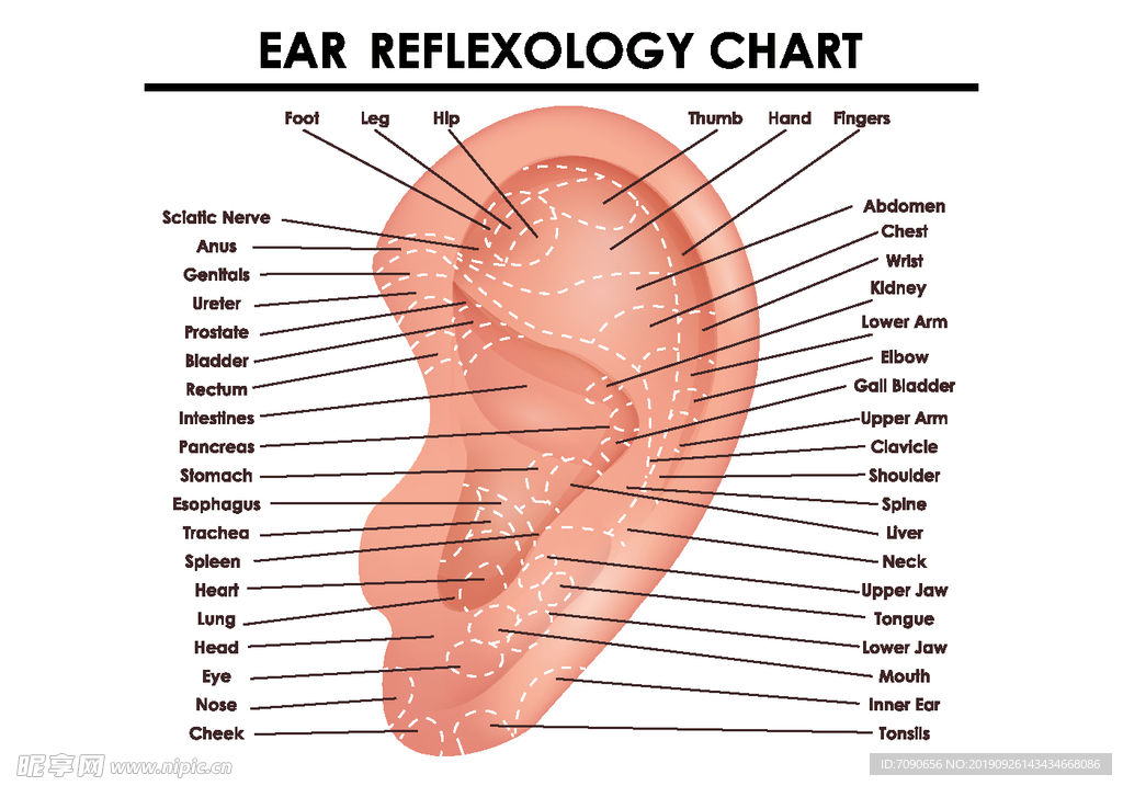 耳部穴位挂图