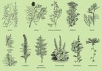 植物花卉