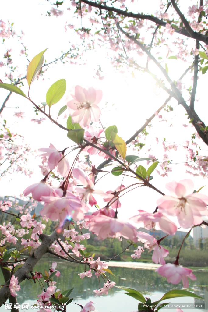 春天里的花朵