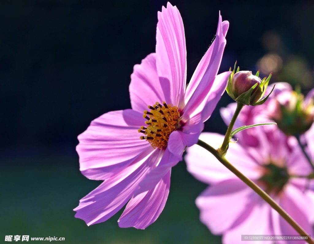 鲜花