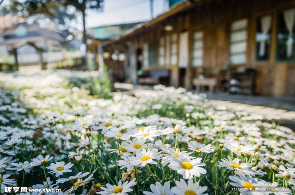 鲜花