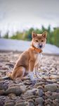 柴犬