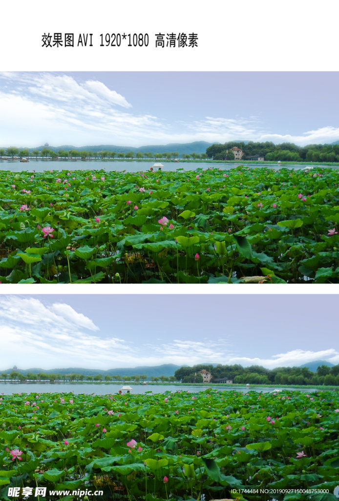 西湖风景荷花AVI视频