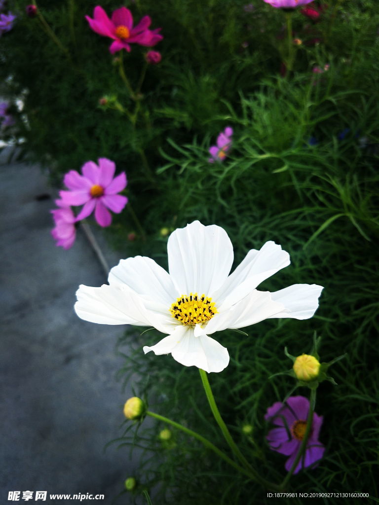 秋英花