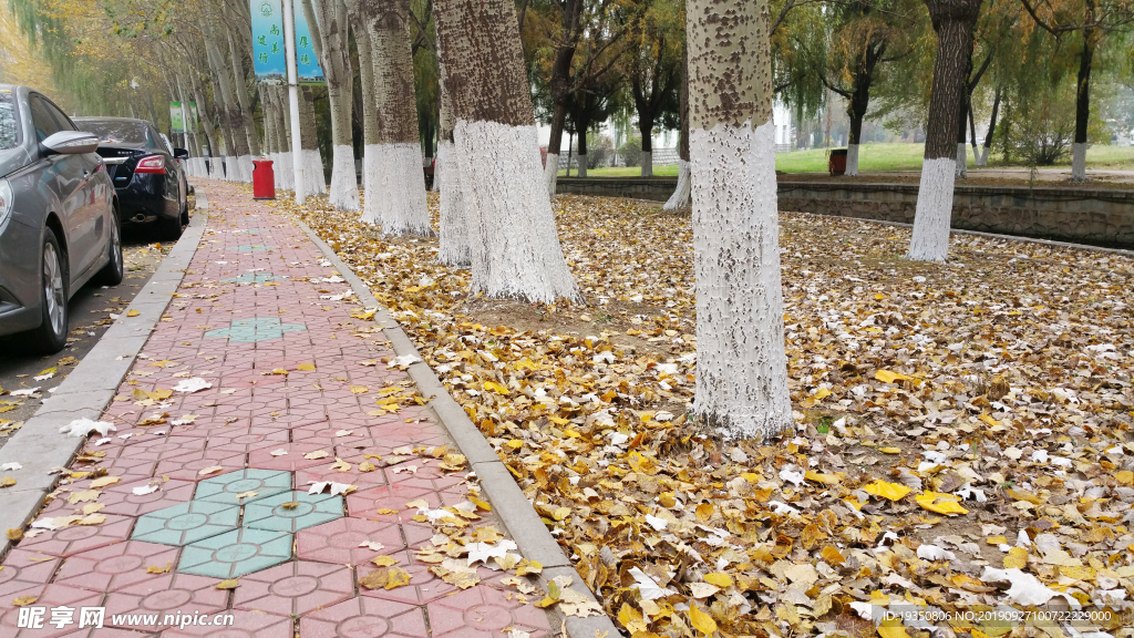秋天路边树下的黄叶