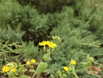 野花