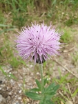 野花