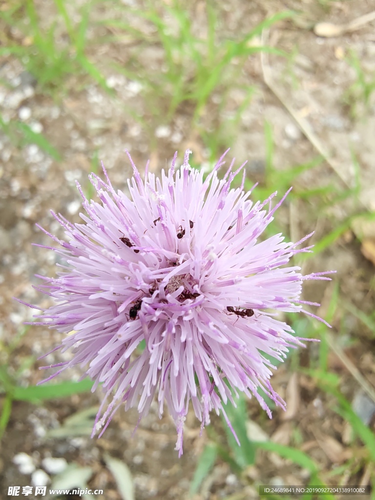 野花