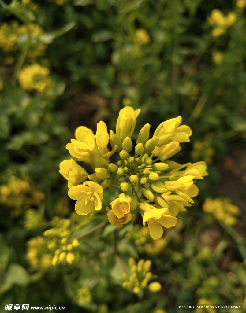 油菜花图片