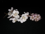 桃花  梨花