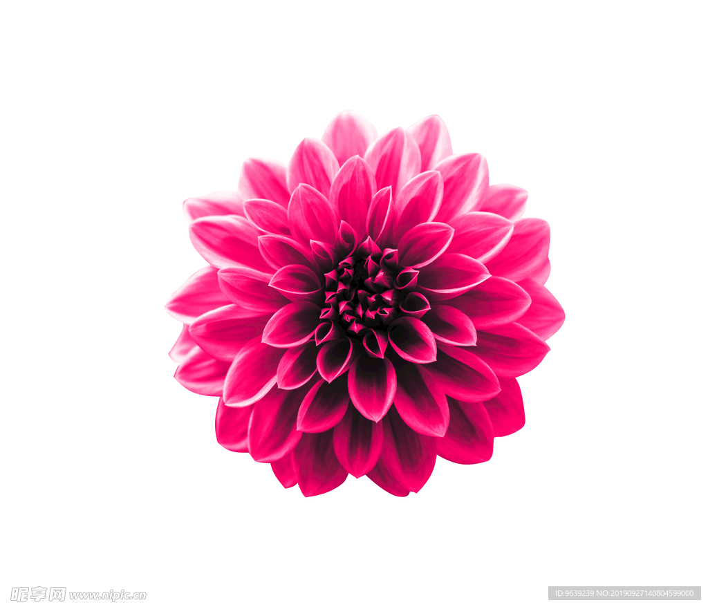 大丽花 花