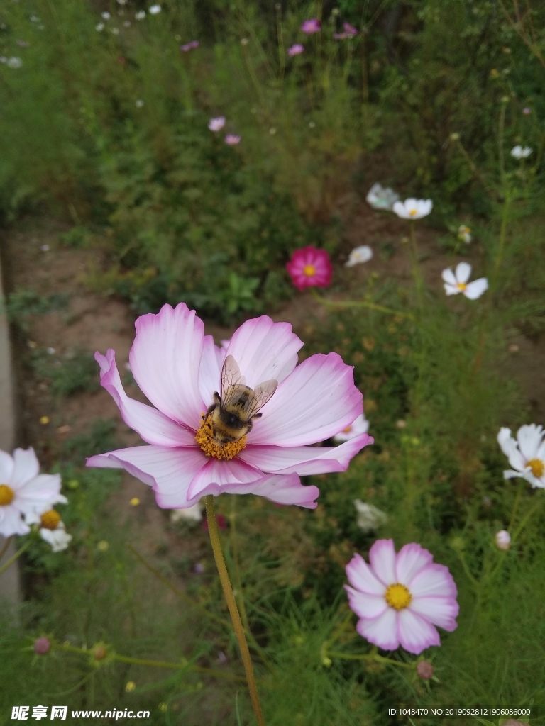 秋英花和蜜蜂