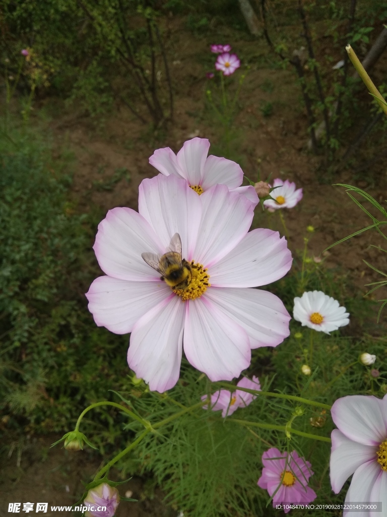 秋英花勤劳的蜜蜂