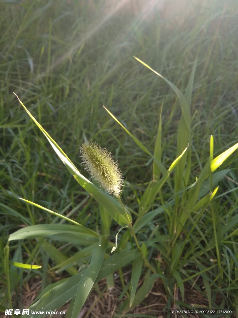 晨光里的狗尾草