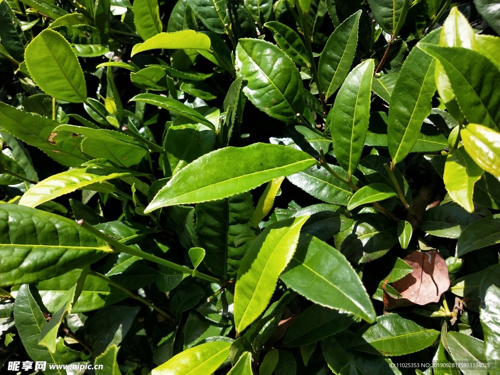 普洱茶叶