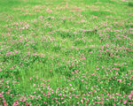 野花草地