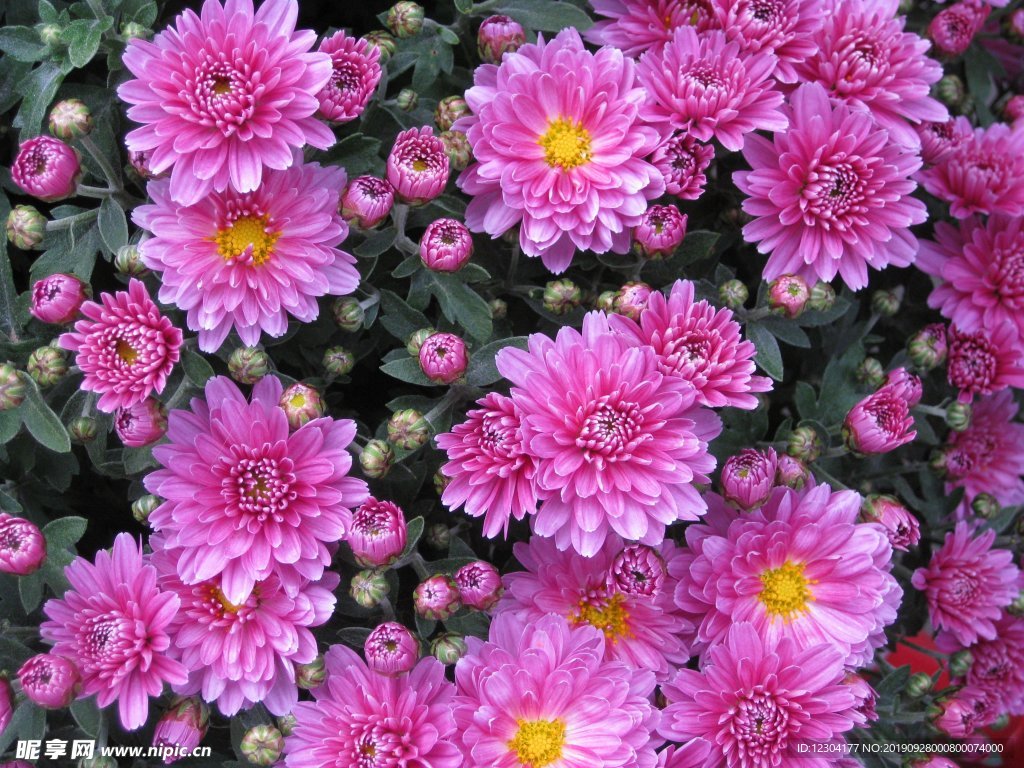 鲜花