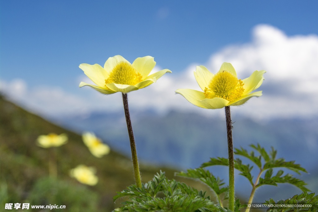 鲜花