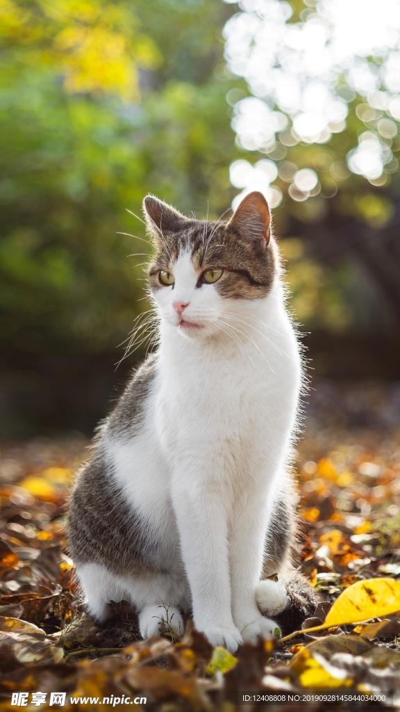 猫