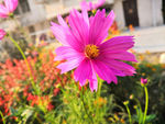 小粉花