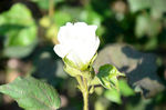 棉花花