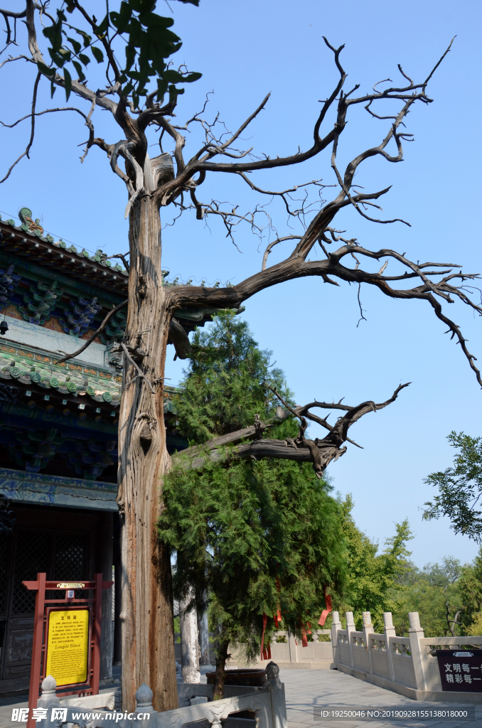 枯树