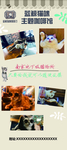 猫 宠物 咖啡 海报 展架