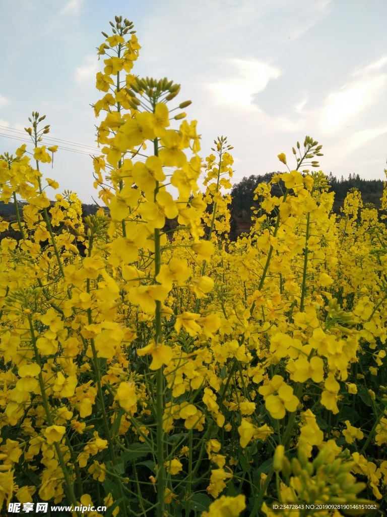 油菜花特写