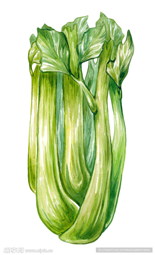 食物蔬菜插画图案
