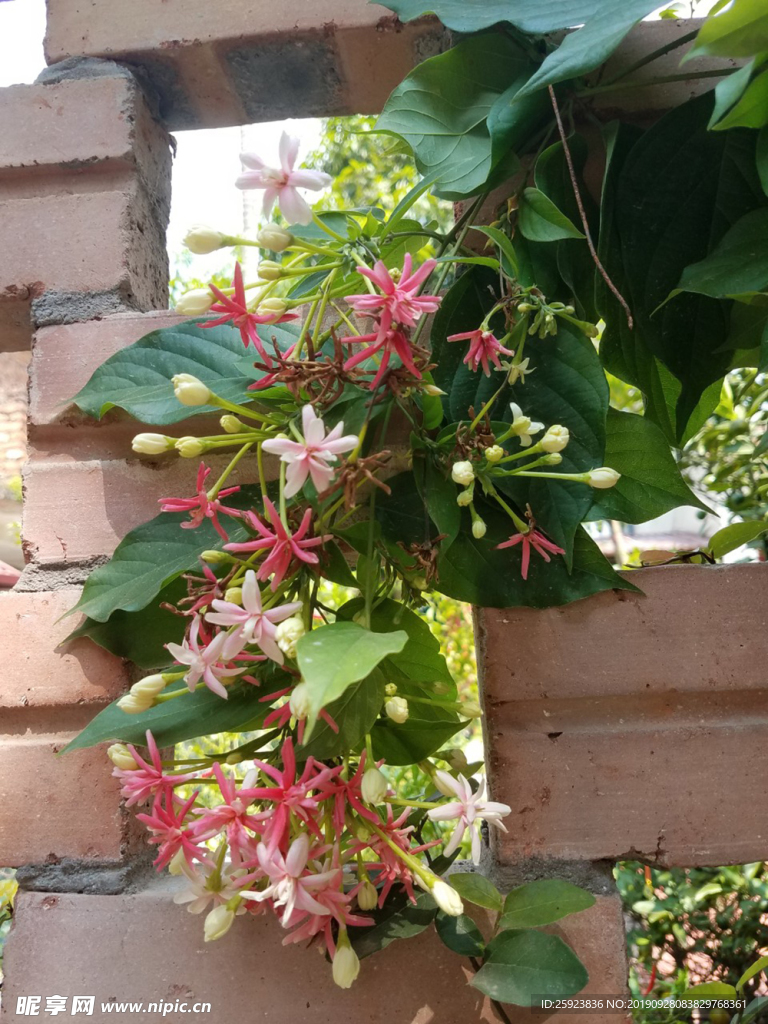 爬壁花
