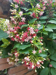 爬壁花