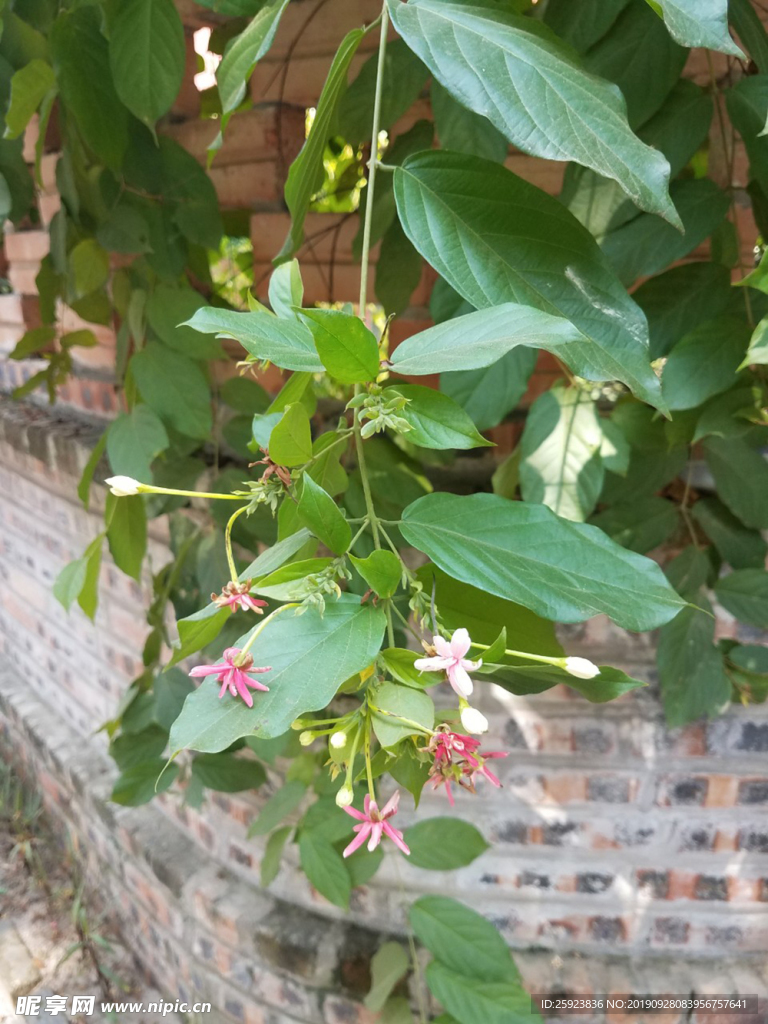 爬壁花