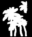 椰树