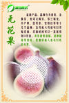 无花果