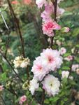 梅花