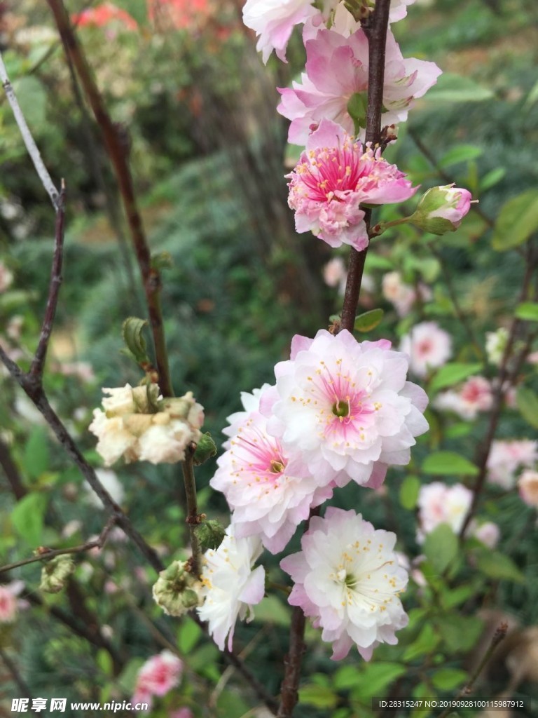 梅花