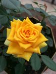 月季花 玫瑰花