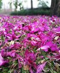 朱槿花